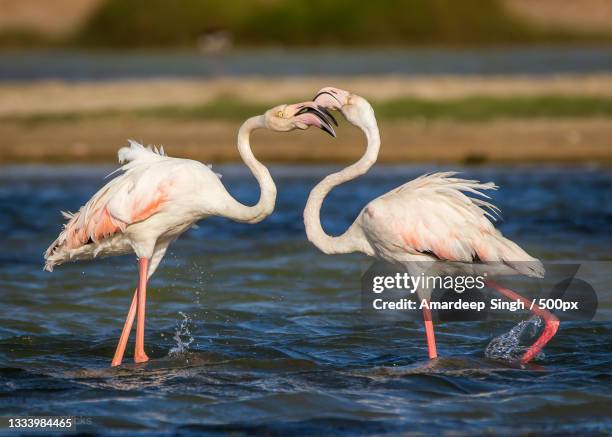 two flamingos in lake,salalah,oman - reading v oman stockfoto's en -beelden