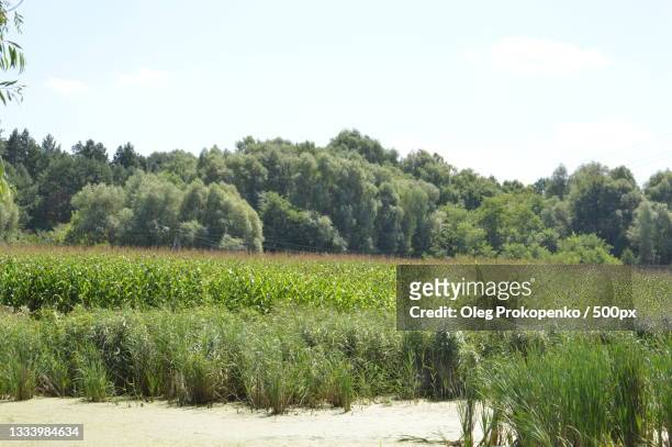 scenic view of field against sky - oleg prokopenko stock pictures, royalty-free photos & images