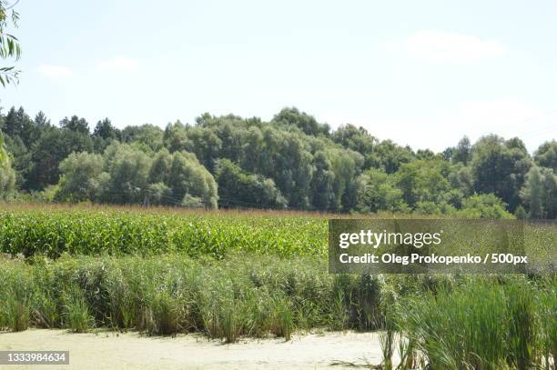 scenic view of field against sky - oleg prokopenko bildbanksfoton och bilder