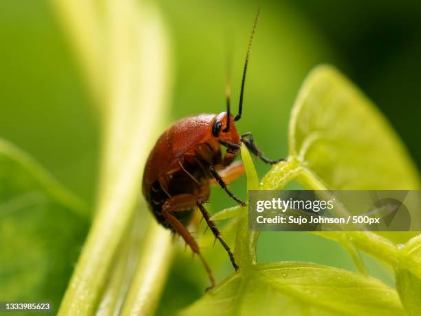 close-up of insect on leaf - sujo fotografías e imágenes de stock