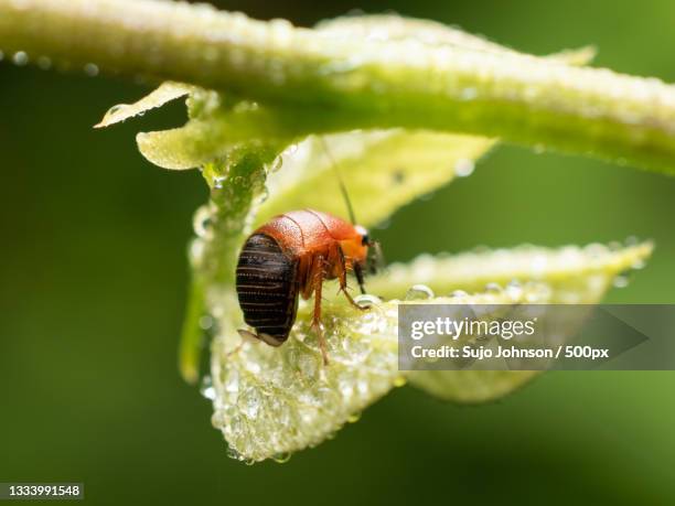 close-up of insect on leaf - sujo stock pictures, royalty-free photos & images