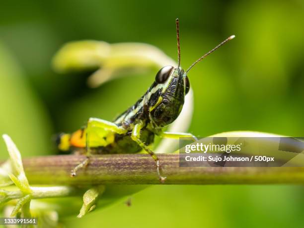 close-up of insect on plant - sujo bildbanksfoton och bilder