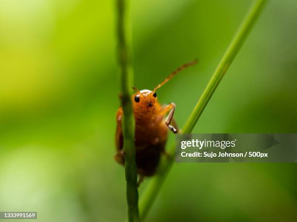 close-up of insect on plant - sujo stock pictures, royalty-free photos & images