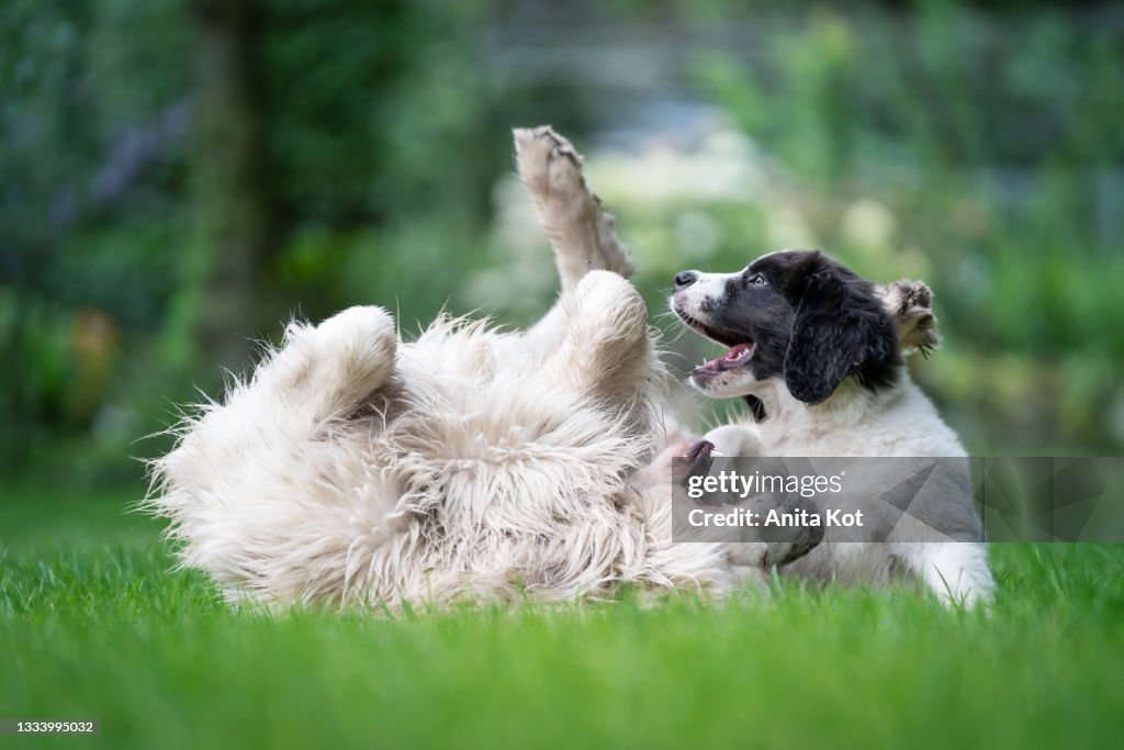 Two dogs playing