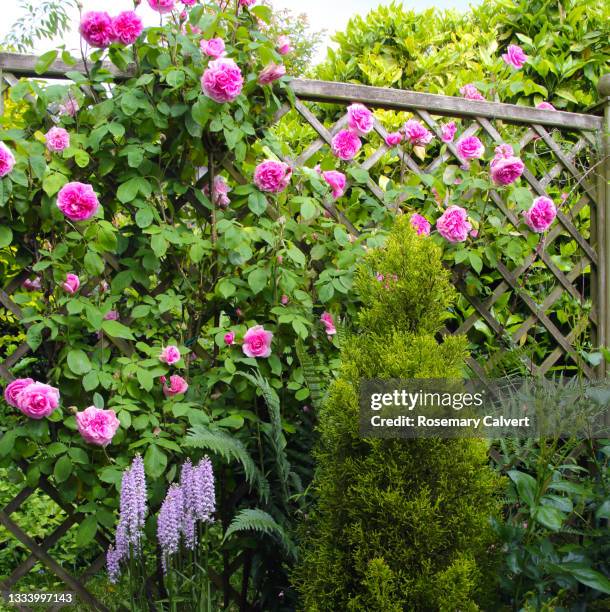 rosa 'gertrude jekyll' on trellis in english domestic garden. - spalier stock-fotos und bilder