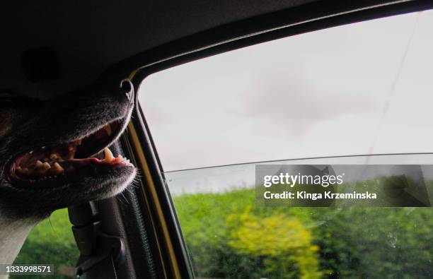 dog in the car - passenger seat foto e immagini stock