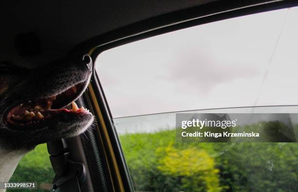 dog in the car - dierlijke mond stockfoto's en -beelden