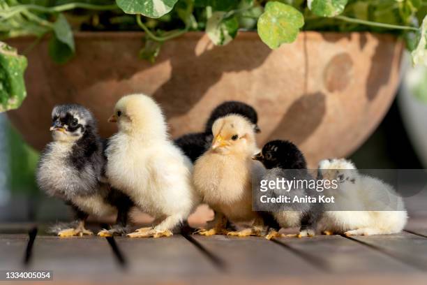 yellow and motley chicks - domestic animals stock pictures, royalty-free photos & images