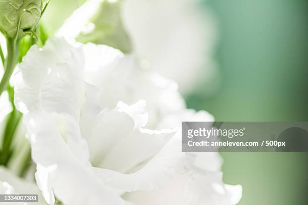 close-up of white flowering plant - flower detail leaf white stock pictures, royalty-free photos & images