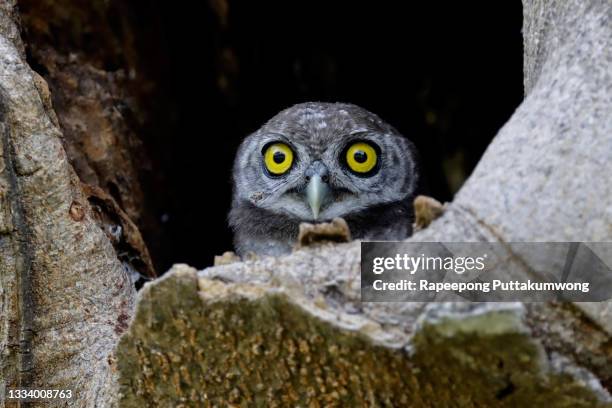 spotted owlet athene brama beautiful birds in tree hollow - owlet stockfoto's en -beelden