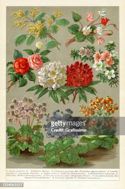 collection of different flowers azalea camellia cineraria 1898 - cyclamen stock illustrations
