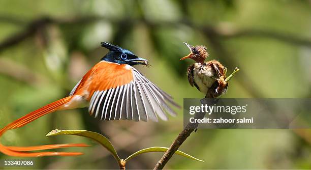 bird of paradise - eutrichomyias rowleyi stock pictures, royalty-free photos & images