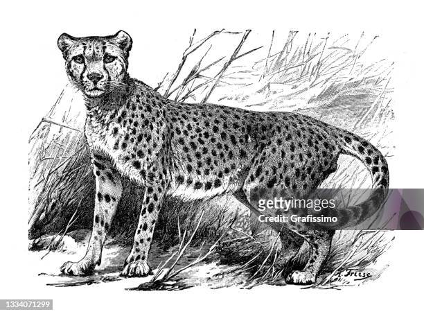 bildbanksillustrationer, clip art samt tecknat material och ikoner med northwest african cheetah felis jubata drawing 1898 - gepard