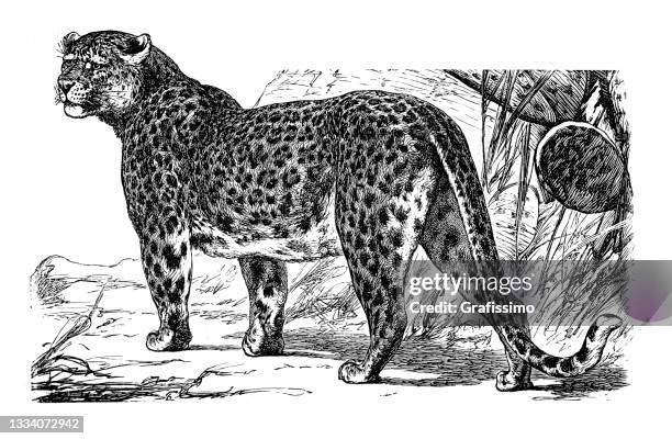 leopard panthera pardus drawing 1898 - leopard stock illustrations