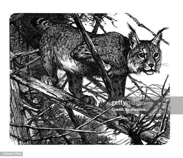 eurasian lynx drawing 1898 - bobcat stock illustrations