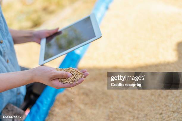 agricultora que usa tabletas digitales y revisa semillas de trigo con tabletas digitales y revisa semillas de trigo - agricultura inteligente fotografías e imágenes de stock