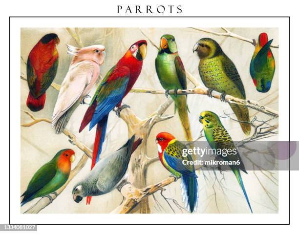 old engraved illustration of ornithology - parrots - tropical bird stock pictures, royalty-free photos & images