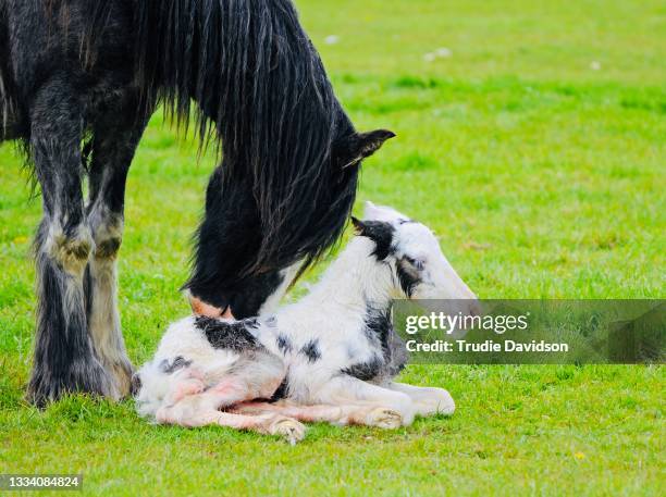 mother and foal - fohlen stock-fotos und bilder