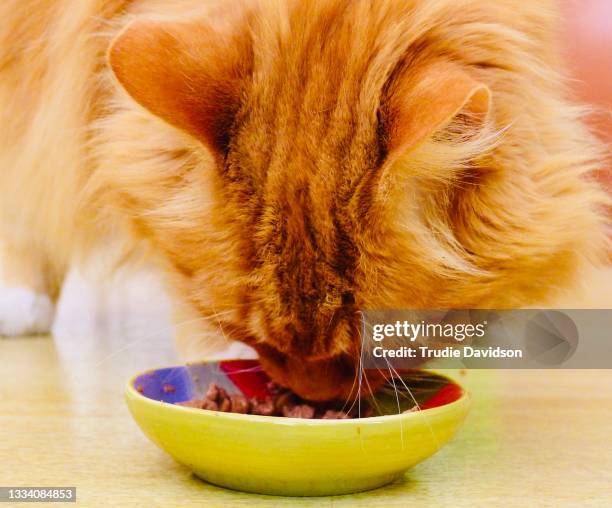 cat feeding - bowl of cat food stock pictures, royalty-free photos & images