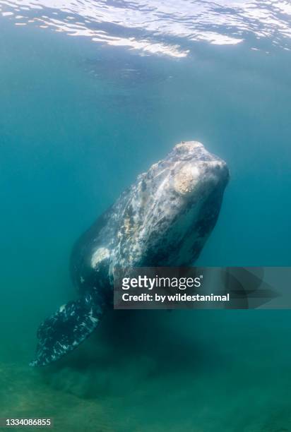 male white southern right whale calf playing in the shallows, nuevo gulf, valdes peninsula, argentina. - right whale stock pictures, royalty-free photos & images