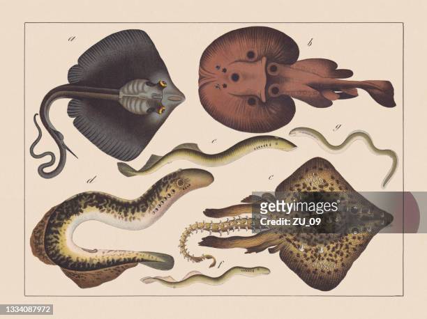 ilustrações, clipart, desenhos animados e ícones de raios (batoidea) e peixes sem mandíbula (ciclostomata), cromatógrafo colorido à mão, publicado em 1882 - arraia peixe