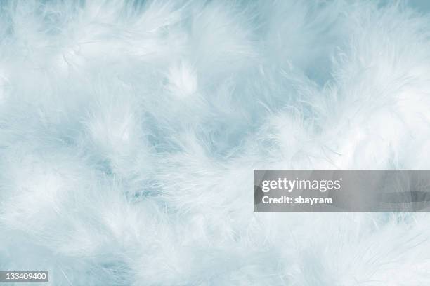plumes bleu - feather texture photos et images de collection
