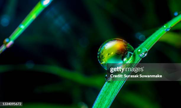 renewable energy concept earth day or environment protection hands protect forests that grow on the ground and help save the world. - create and cultivate fotografías e imágenes de stock