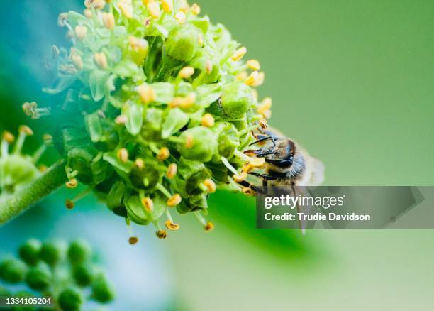 bee on ivy - proboscis stock pictures, royalty-free photos & images