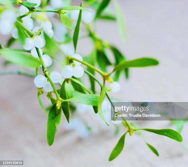 What Color Are The Berries Of The Mistletoe Plant Photos and Premium