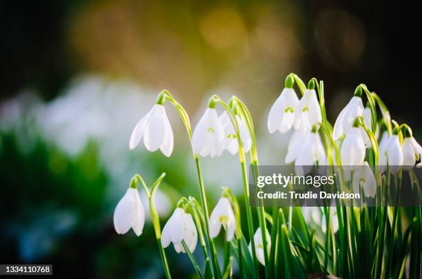 snowdrops - schneeglöckchen stock-fotos und bilder