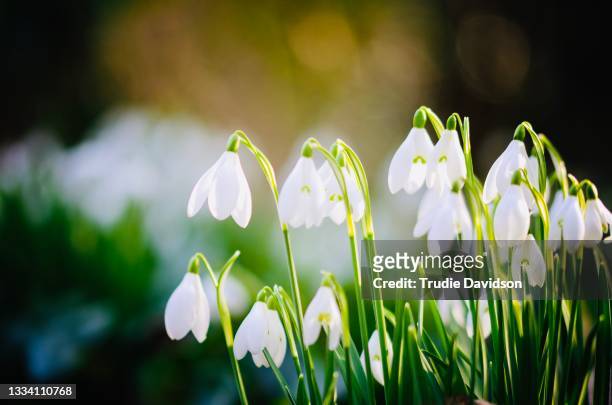 snowdrops - lily family stock pictures, royalty-free photos & images