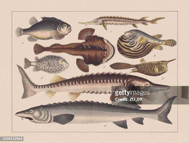 bony fish (osteichthyes, actinopterygii, tetraodontiformes), hand-colored chromolithograph, published in 1882 - sturgeon stock illustrations