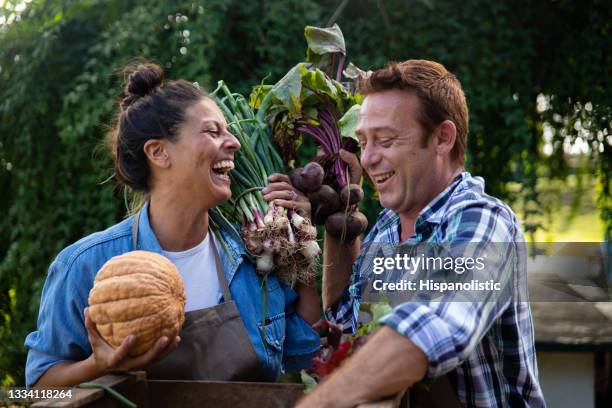 excited farmer couple filling in a wooden crate with their fresh produce while laughing - common beet stock pictures, royalty-free photos & images