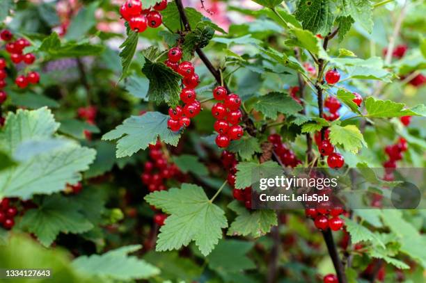 ripe currants on the branches - rode bes stockfoto's en -beelden