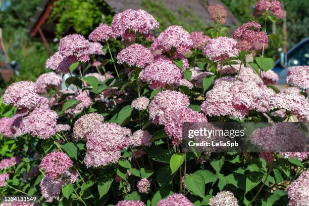 hydrangea inflorescences, close-up photo - panicle hydrangea stock pictures, royalty-free photos & images