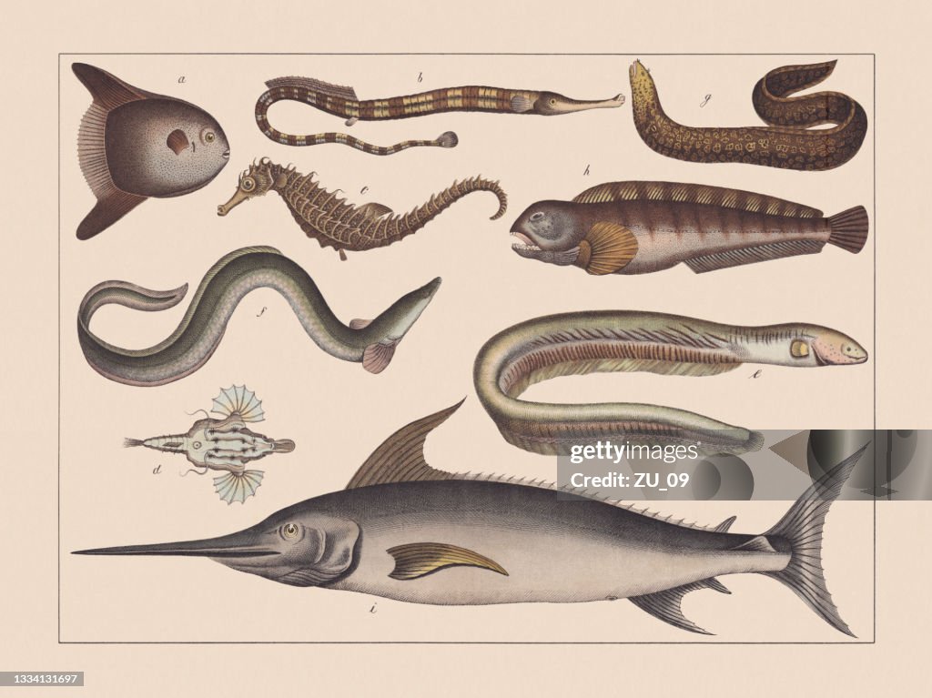 Ray-finned fishes (Tetraodontiformes), bony fish (Osteichthyes), hand-colored chromolithograph, published 1882