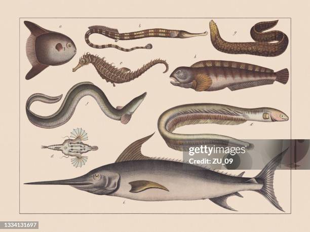 ray-finned fishes (tetraodontiformes), bony fish (osteichthyes), hand-colored chromolithograph, published 1882 - draco stock illustrations