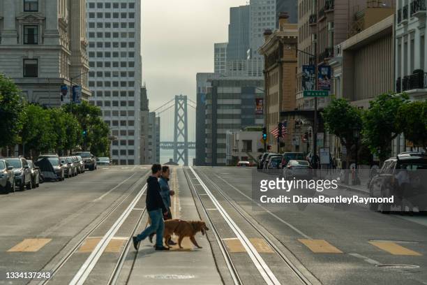nob hill morning - canine stock pictures, royalty-free photos & images