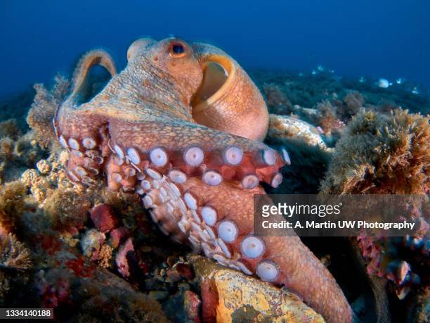 common octopus (octopus vulgaris) in the mediterranea sea - deep suck stock-fotos und bilder