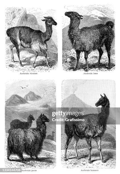 alpaca llama vicuna and guanaco drawing 1898 - alpaca stock illustrations