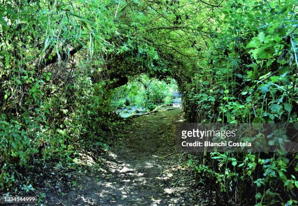 magical passage surrounded by greenery in the forest - grazalema photos et images de collection