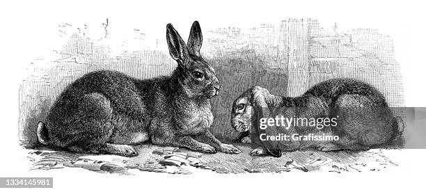 Sulking Rabbit 1,501 Cute Bunny Drawing Stock Photos, High-Res Pictures, and Images ...