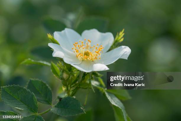 Wild Single Roses Wild Rose Photos and Premium High Res Pictures - Getty Images
