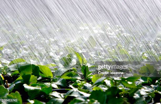 sprinkle good - heavy rain stockfoto's en -beelden