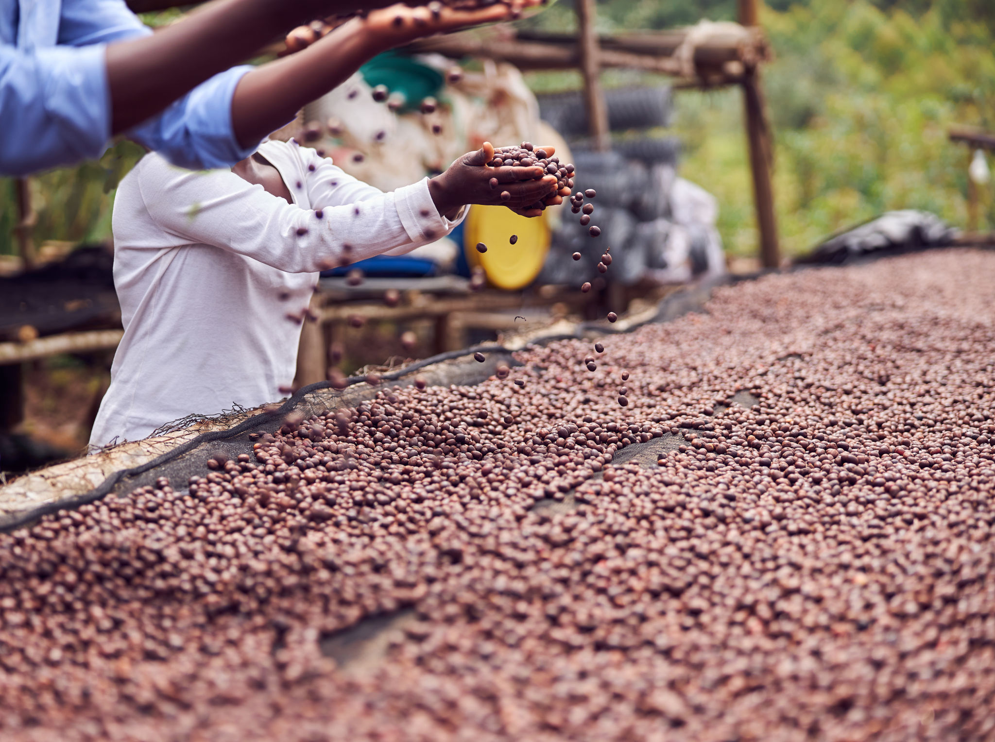 african coffee festival