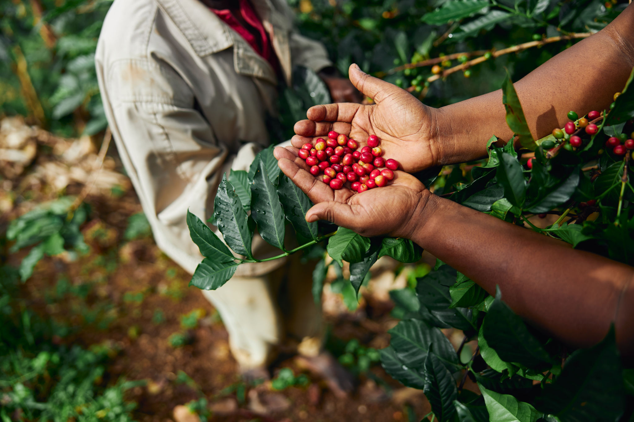 sustainable coffee practices