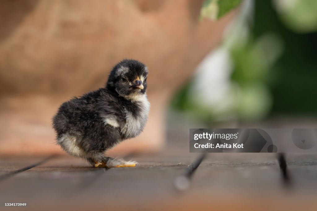 Little chick