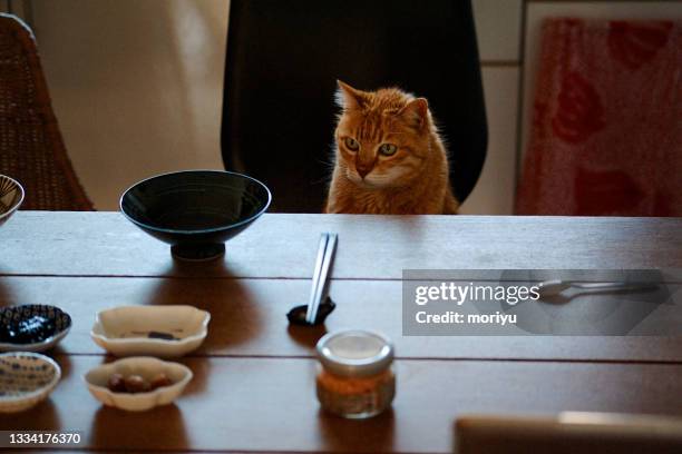 orange tabby cat looking at human's lunch - cat food ストックフォトと画像