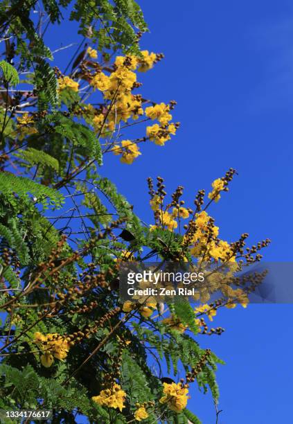 bright yellow blossoms of tipuana tipu tree against blue sky - jacaranda tree stockfoto's en -beelden