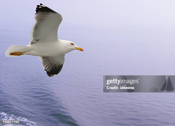 beautiful seagull cruiser - spartan cruiser stock pictures, royalty-free photos & images